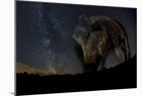 Wild Boar (Sus Scrofa) at Night with the Milky Way in the Background, Gyulaj, Tolna, Hungary-Bence Mate-Mounted Photographic Print