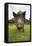 Wild Boar (Sus Scrofa), Captive, United Kingdom, Europe-Ann and Steve Toon-Framed Stretched Canvas