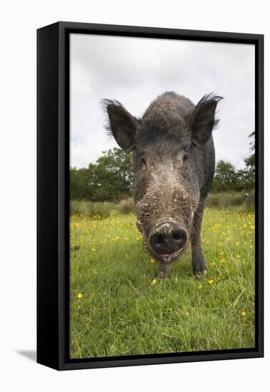 Wild Boar (Sus Scrofa), Captive, United Kingdom, Europe-Ann and Steve Toon-Framed Stretched Canvas