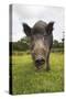 Wild Boar (Sus Scrofa), Captive, United Kingdom, Europe-Ann and Steve Toon-Stretched Canvas