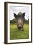 Wild Boar (Sus Scrofa), Captive, United Kingdom, Europe-Ann and Steve Toon-Framed Photographic Print