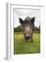 Wild Boar (Sus Scrofa), Captive, United Kingdom, Europe-Ann and Steve Toon-Framed Photographic Print