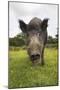 Wild Boar (Sus Scrofa), Captive, United Kingdom, Europe-Ann and Steve Toon-Mounted Photographic Print