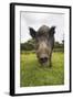 Wild Boar (Sus Scrofa), Captive, United Kingdom, Europe-Ann and Steve Toon-Framed Photographic Print