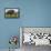 Wild Boar (Sus Scrofa), Captive, United Kingdom, Europe-Ann and Steve Toon-Framed Stretched Canvas displayed on a wall