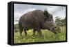 Wild Boar (Sus Scrofa), Captive, United Kingdom, Europe-Ann and Steve Toon-Framed Stretched Canvas