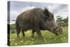 Wild Boar (Sus Scrofa), Captive, United Kingdom, Europe-Ann and Steve Toon-Stretched Canvas