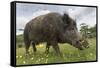 Wild Boar (Sus Scrofa), Captive, United Kingdom, Europe-Ann and Steve Toon-Framed Stretched Canvas