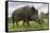 Wild Boar (Sus Scrofa), Captive, United Kingdom, Europe-Ann and Steve Toon-Framed Stretched Canvas