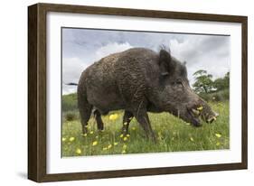 Wild Boar (Sus Scrofa), Captive, United Kingdom, Europe-Ann and Steve Toon-Framed Photographic Print