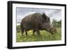 Wild Boar (Sus Scrofa), Captive, United Kingdom, Europe-Ann and Steve Toon-Framed Photographic Print