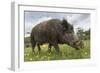 Wild Boar (Sus Scrofa), Captive, United Kingdom, Europe-Ann and Steve Toon-Framed Photographic Print