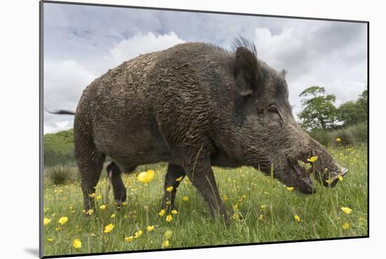 Wild Boar (Sus Scrofa), Captive, United Kingdom, Europe-Ann and Steve Toon-Mounted Photographic Print