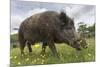 Wild Boar (Sus Scrofa), Captive, United Kingdom, Europe-Ann and Steve Toon-Mounted Photographic Print