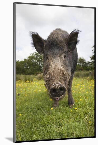 Wild Boar (Sus Scrofa), Captive, United Kingdom, Europe-Ann and Steve Toon-Mounted Photographic Print