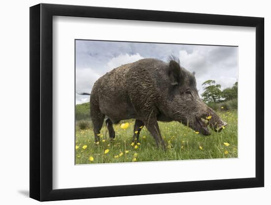 Wild Boar (Sus Scrofa), Captive, United Kingdom, Europe-Ann and Steve Toon-Framed Photographic Print