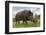 Wild Boar (Sus Scrofa), Captive, United Kingdom, Europe-Ann and Steve Toon-Framed Photographic Print