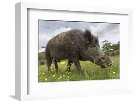 Wild Boar (Sus Scrofa), Captive, United Kingdom, Europe-Ann and Steve Toon-Framed Photographic Print