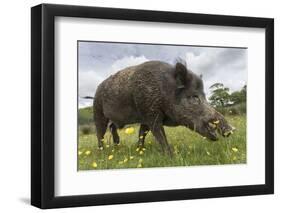 Wild Boar (Sus Scrofa), Captive, United Kingdom, Europe-Ann and Steve Toon-Framed Premium Photographic Print