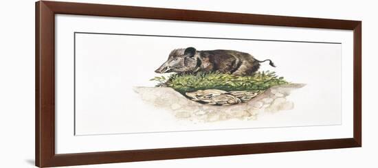 Wild Boar (Sus Scrofa) Guarding its Nest-null-Framed Giclee Print