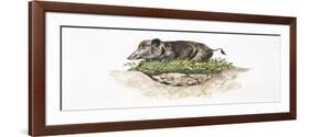 Wild Boar (Sus Scrofa) Guarding its Nest-null-Framed Giclee Print