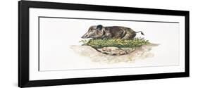 Wild Boar (Sus Scrofa) Guarding its Nest-null-Framed Giclee Print