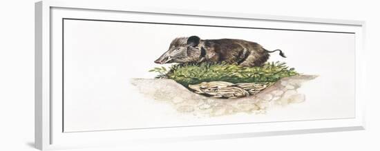 Wild Boar (Sus Scrofa) Guarding its Nest-null-Framed Giclee Print