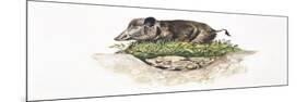 Wild Boar (Sus Scrofa) Guarding its Nest-null-Mounted Giclee Print