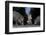 Wild Boar (Sus Scrofa) Sow-Florian Mallers-Framed Premium Photographic Print