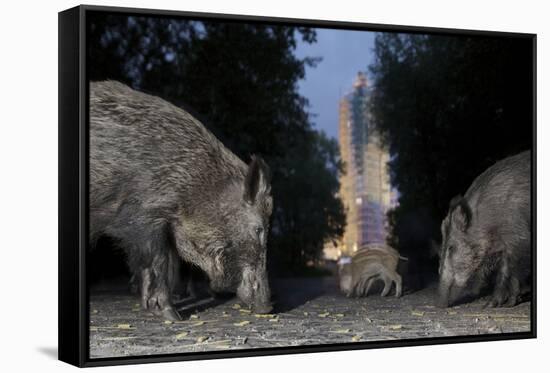 Wild Boar (Sus Scrofa) Sow-Florian Mallers-Framed Stretched Canvas