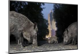 Wild Boar (Sus Scrofa) Sow-Florian Mallers-Mounted Photographic Print