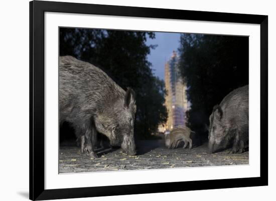 Wild Boar (Sus Scrofa) Sow-Florian Mallers-Framed Photographic Print