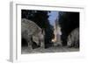 Wild Boar (Sus Scrofa) Sow-Florian Mallers-Framed Photographic Print