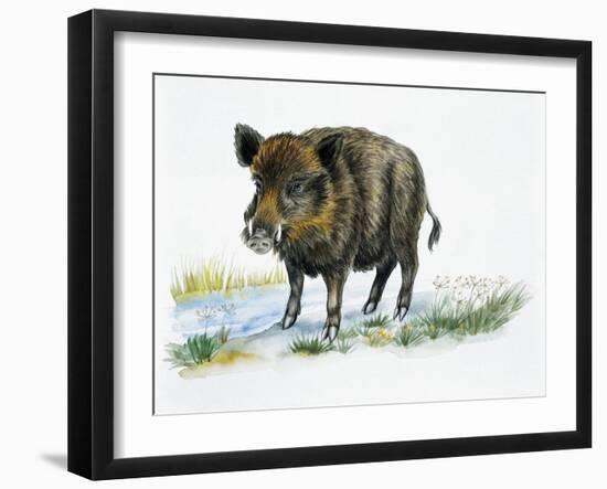 Wild Boar (Sus Scrofa), Suidae, Drawing-null-Framed Giclee Print