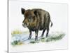 Wild Boar (Sus Scrofa), Suidae, Drawing-null-Stretched Canvas