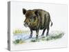 Wild Boar (Sus Scrofa), Suidae, Drawing-null-Stretched Canvas