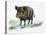 Wild Boar (Sus Scrofa), Suidae, Drawing-null-Stretched Canvas