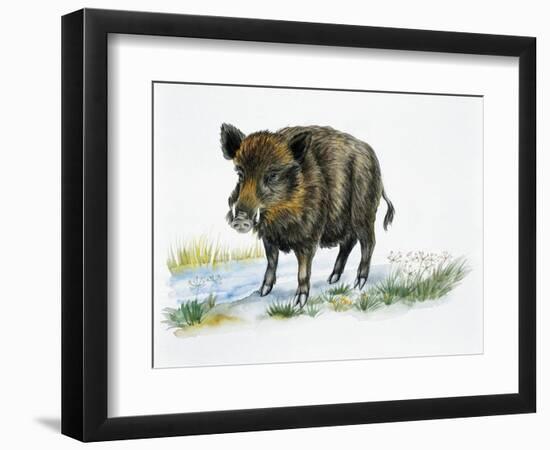 Wild Boar (Sus Scrofa), Suidae, Drawing-null-Framed Premium Giclee Print