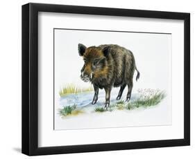 Wild Boar (Sus Scrofa), Suidae, Drawing-null-Framed Premium Giclee Print