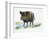 Wild Boar (Sus Scrofa), Suidae, Drawing-null-Framed Premium Giclee Print