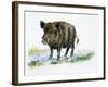 Wild Boar (Sus Scrofa), Suidae, Drawing-null-Framed Giclee Print