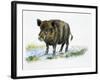 Wild Boar (Sus Scrofa), Suidae, Drawing-null-Framed Giclee Print