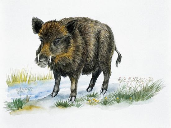 Giclee Print, , large