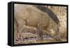 Wild Boar, Tadoba Andheri Tiger Reserve, Tatr, India-Jagdeep Rajput-Framed Stretched Canvas