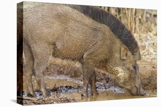 Wild Boar, Tadoba Andheri Tiger Reserve, Tatr, India-Jagdeep Rajput-Stretched Canvas