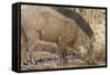 Wild Boar, Tadoba Andheri Tiger Reserve, Tatr, India-Jagdeep Rajput-Framed Stretched Canvas