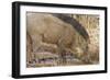 Wild Boar, Tadoba Andheri Tiger Reserve, Tatr, India-Jagdeep Rajput-Framed Photographic Print