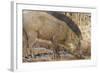 Wild Boar, Tadoba Andheri Tiger Reserve, Tatr, India-Jagdeep Rajput-Framed Photographic Print