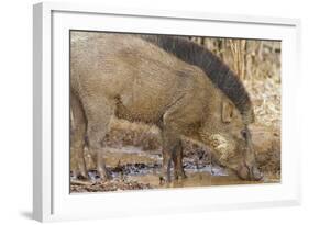 Wild Boar, Tadoba Andheri Tiger Reserve, Tatr, India-Jagdeep Rajput-Framed Photographic Print