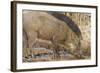 Wild Boar, Tadoba Andheri Tiger Reserve, Tatr, India-Jagdeep Rajput-Framed Photographic Print
